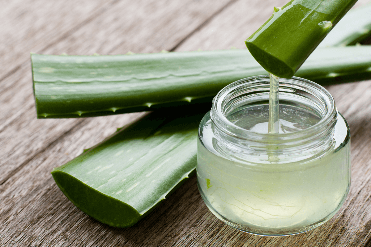 aloe-vera-babosa aloe-vera-babosa